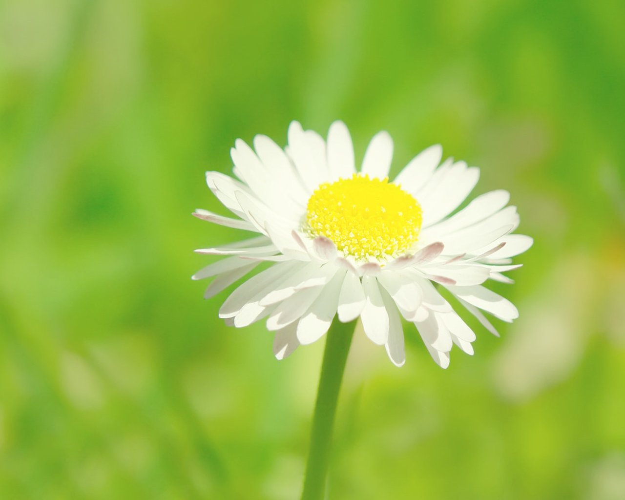 生肖本命带绿花是指什么生肖｜生肖本命带绿花是指什么生肖_十点半的探索与发现