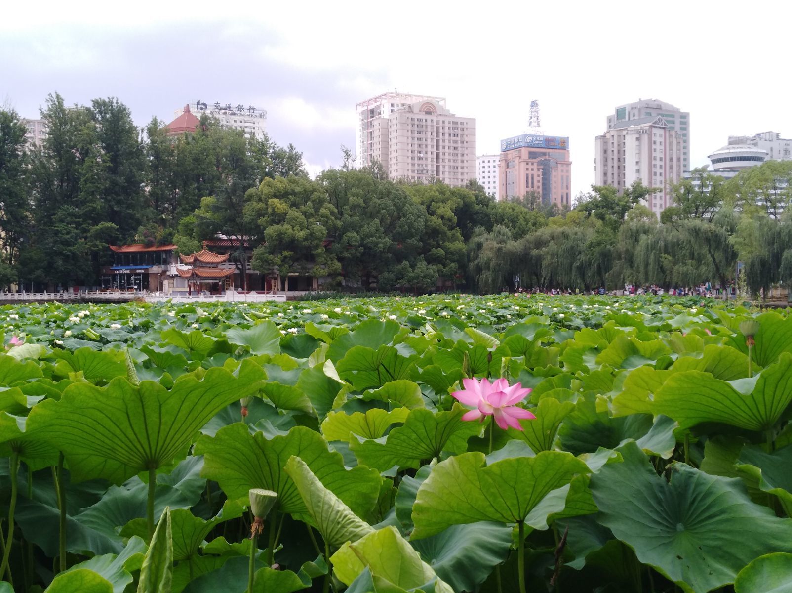 昆明翠湖荷花盛放实时资讯